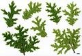 SpeciesSub: 'Afyon Lace' SpeciesSub: 'Afyon Lace'